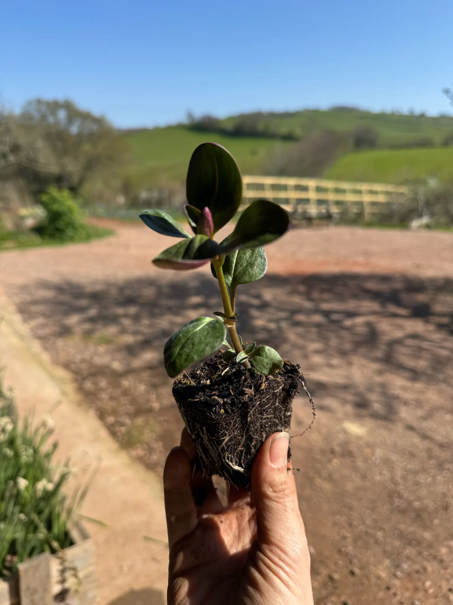 Orlaya Grandiflora - Image 2