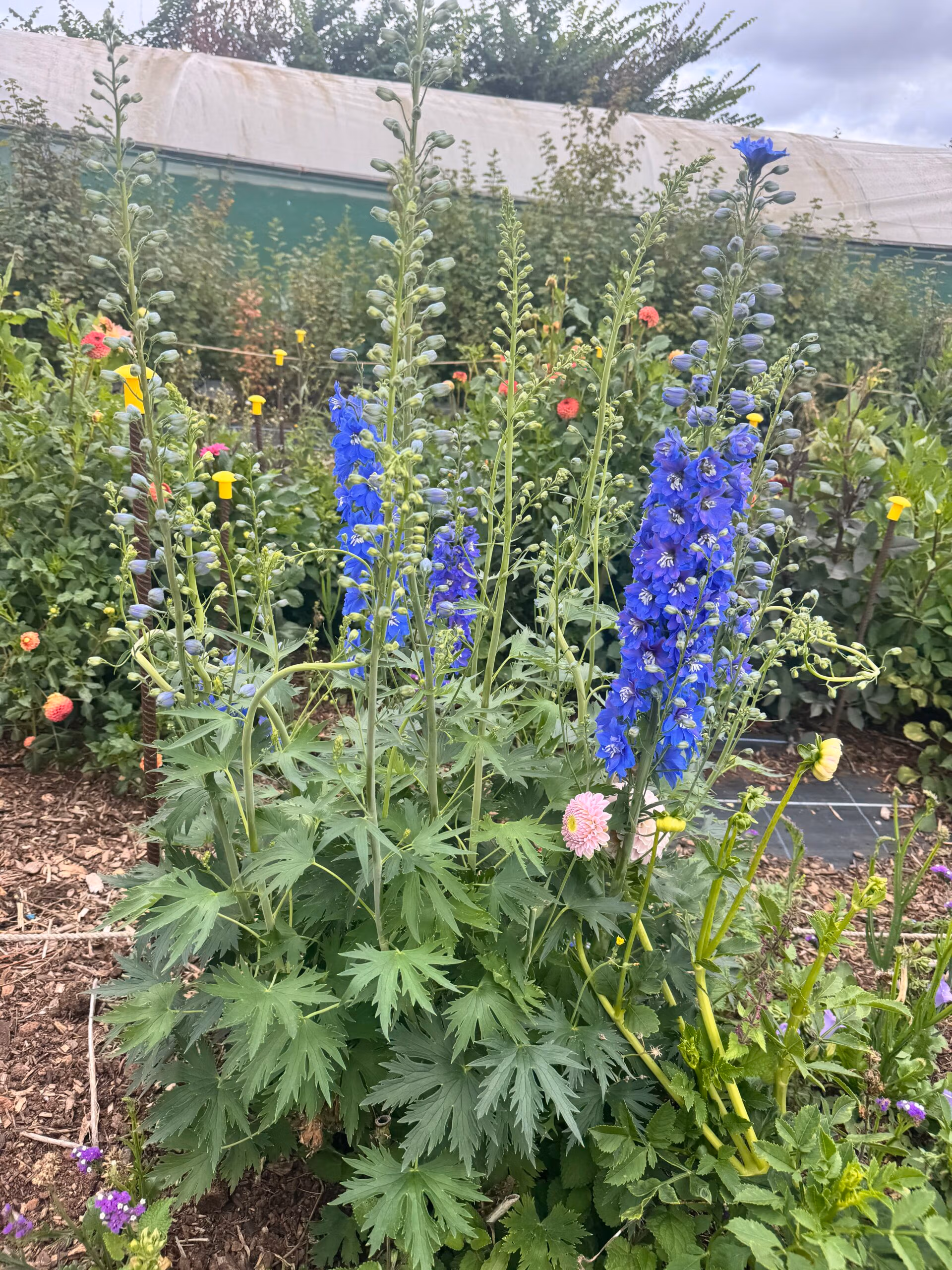Delphinium Guardian Dark Blue - Image 3