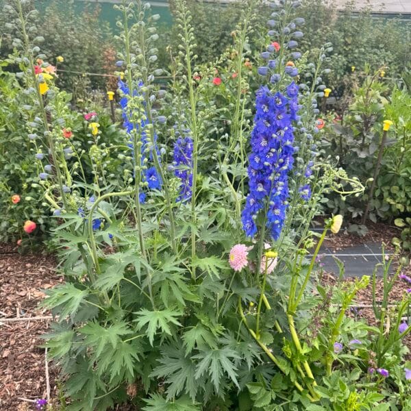 Delphinium Guardian Dark Blue Plant