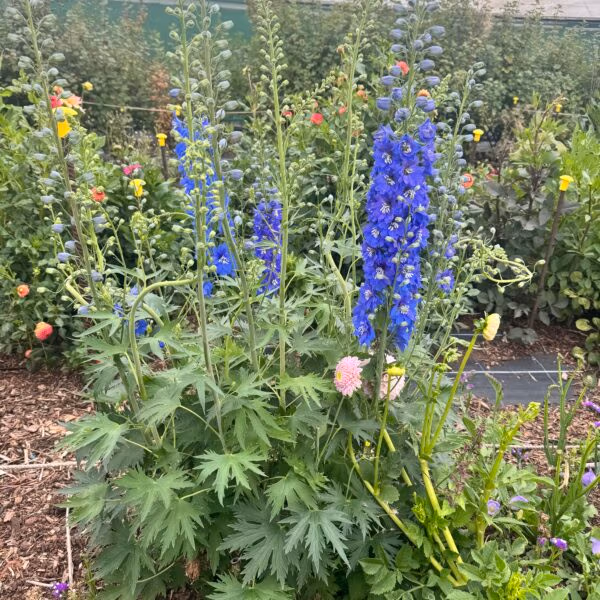 Delphinium Guardian Dark Blue Plant