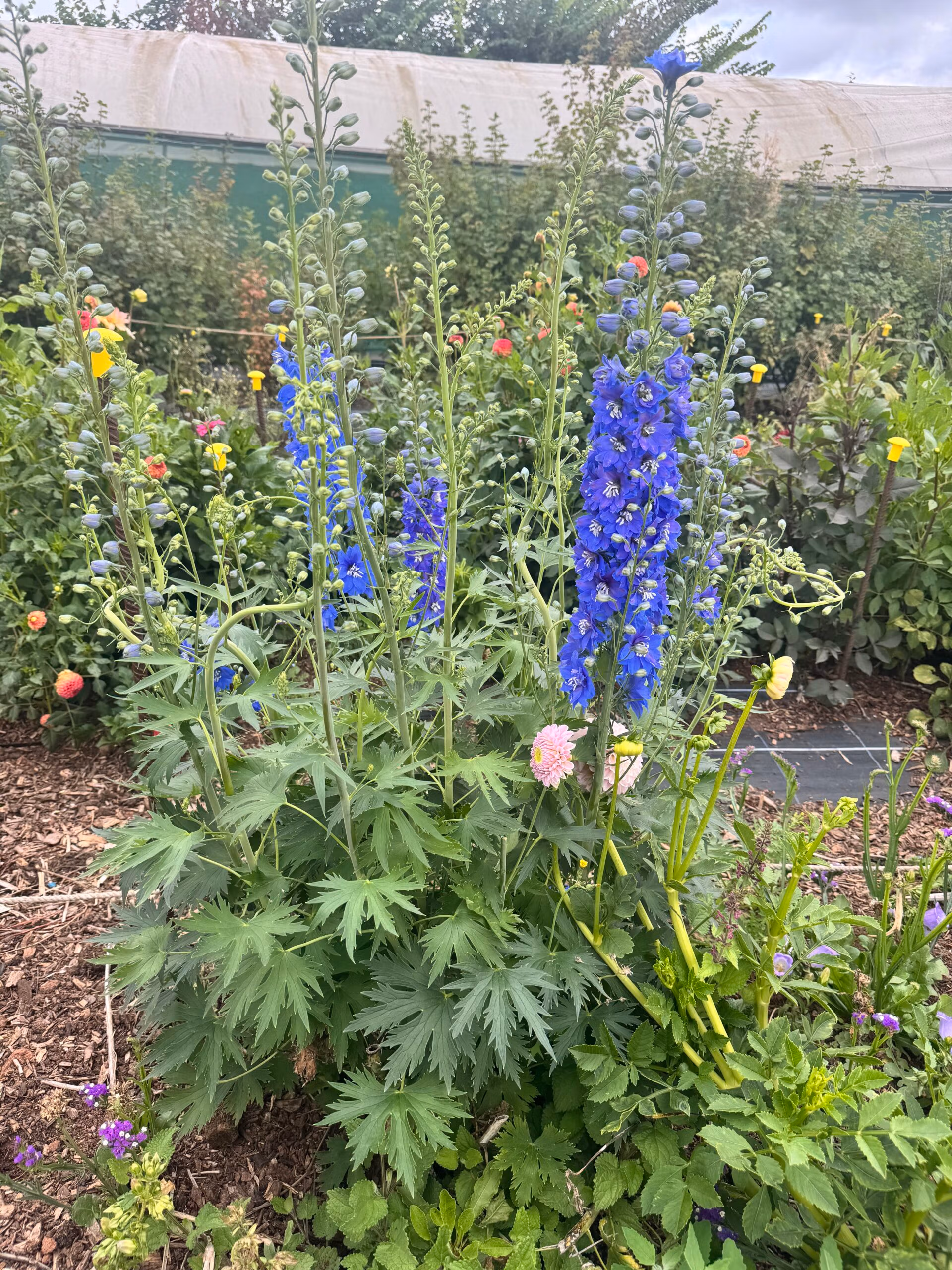 Delphinium Guardian Dark Blue Plant