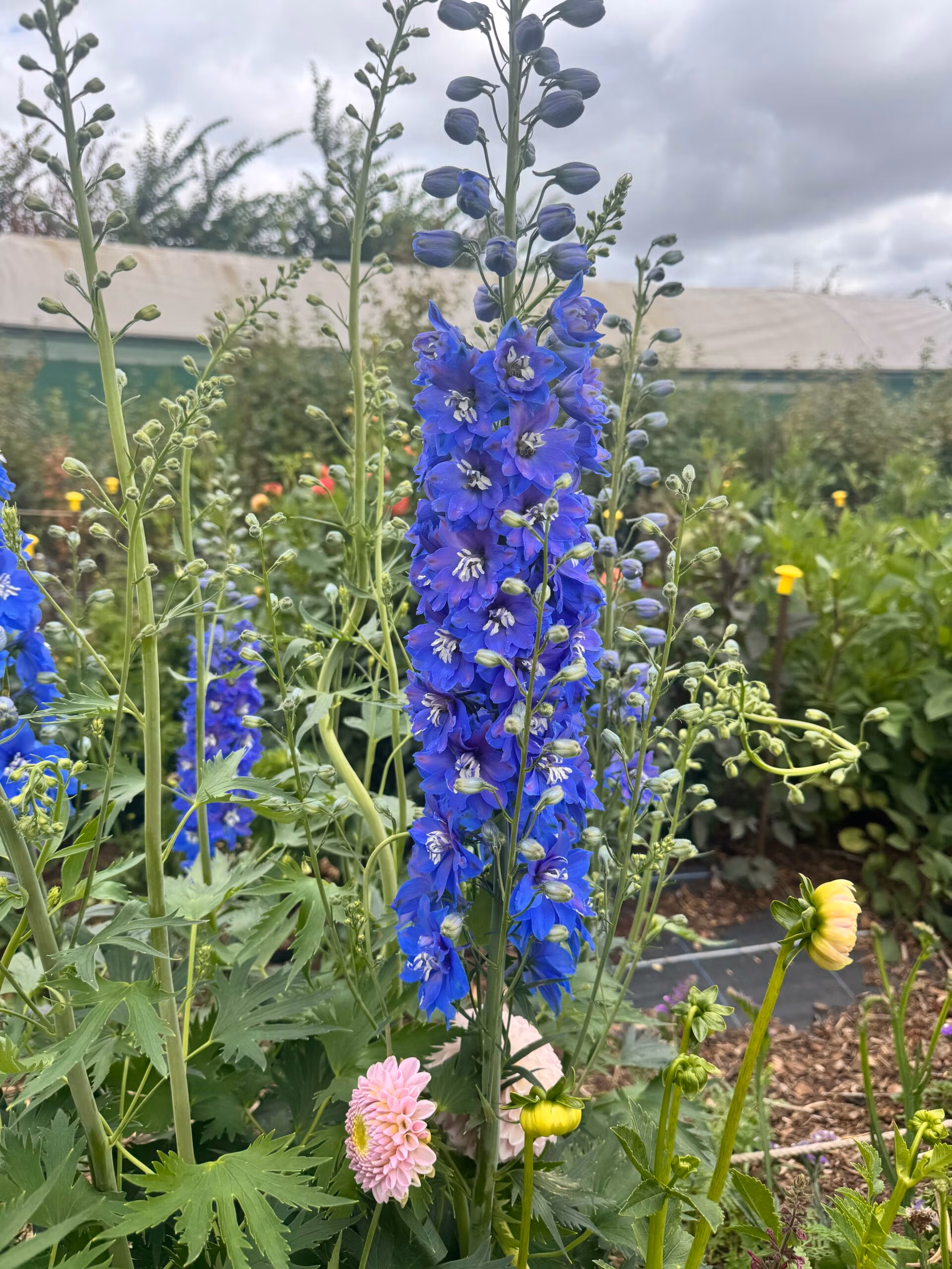 Delphinium Guardian Dark Blue - Image 2