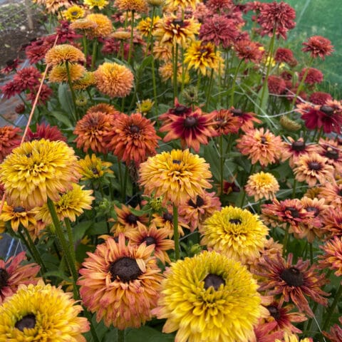 Rudbeckia Hirta Sahara