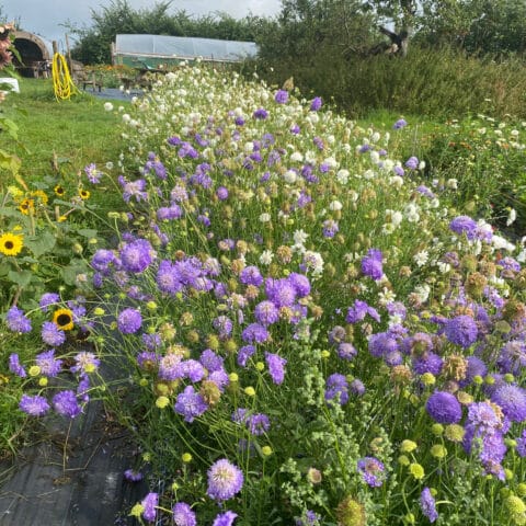 Annual Scabiosa Flower