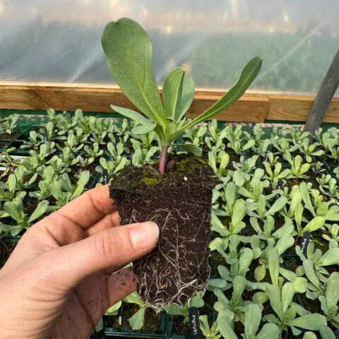Hardy Annual Jumbo Plug Plants PRE ORDER for Autumn 2026