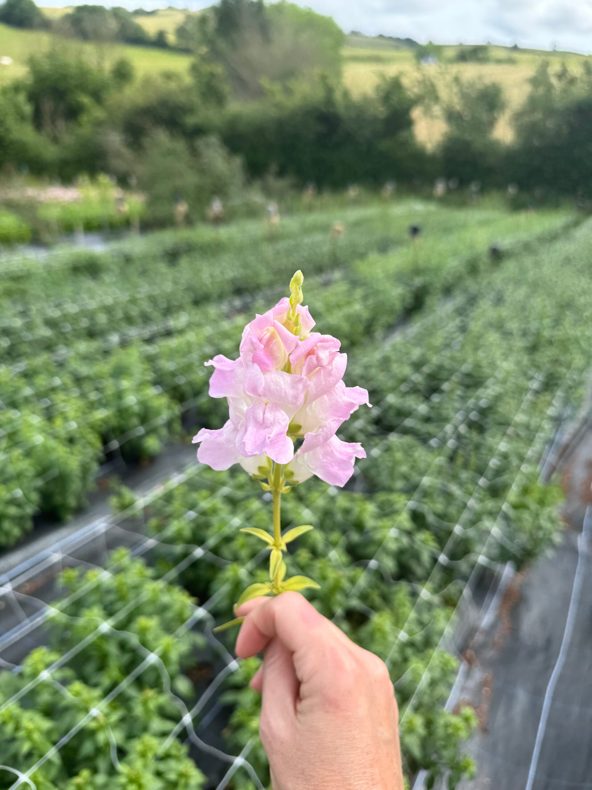 Snapdragon Early Avignon Pink - Image 2