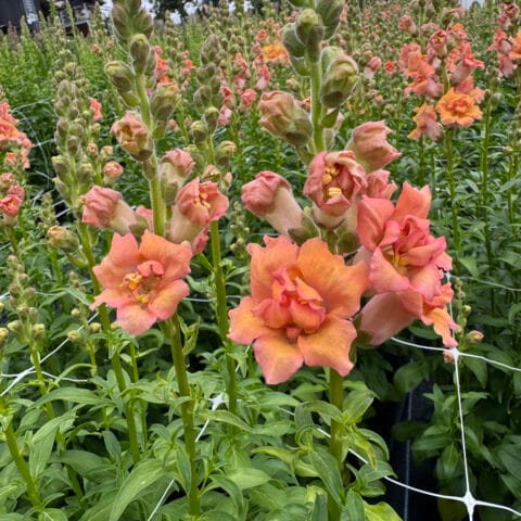 Snapdragon Holly Double Orange bloom