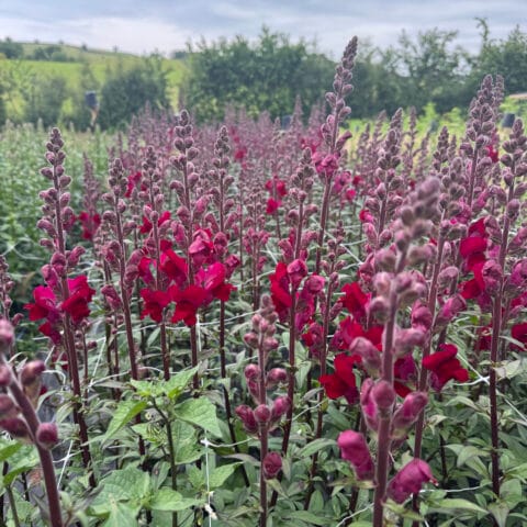 Snapdragon Potomac crimson Dark Red Blooms