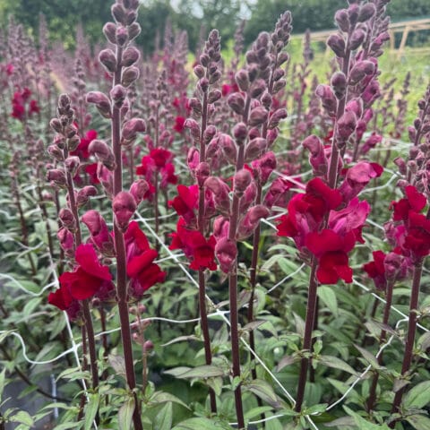 Snapdragon Potomac Crimson Bloom