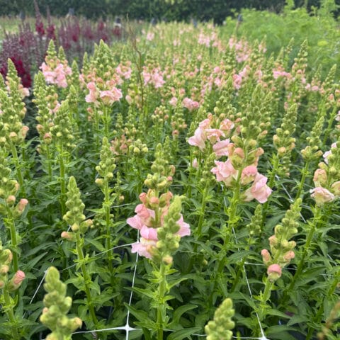 Snapdragon Early Avignon Pink