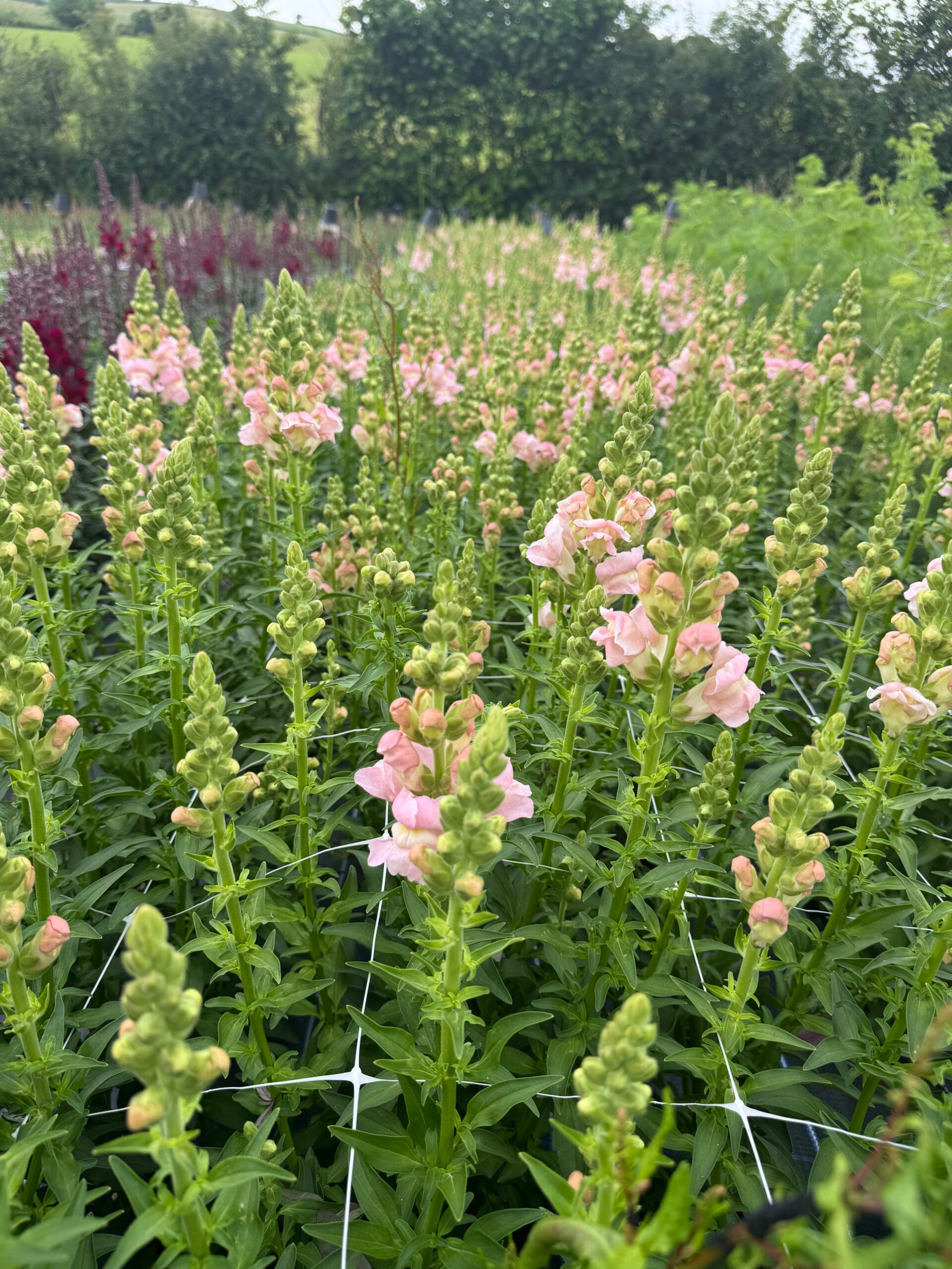 Snapdragon Early Avignon Pink