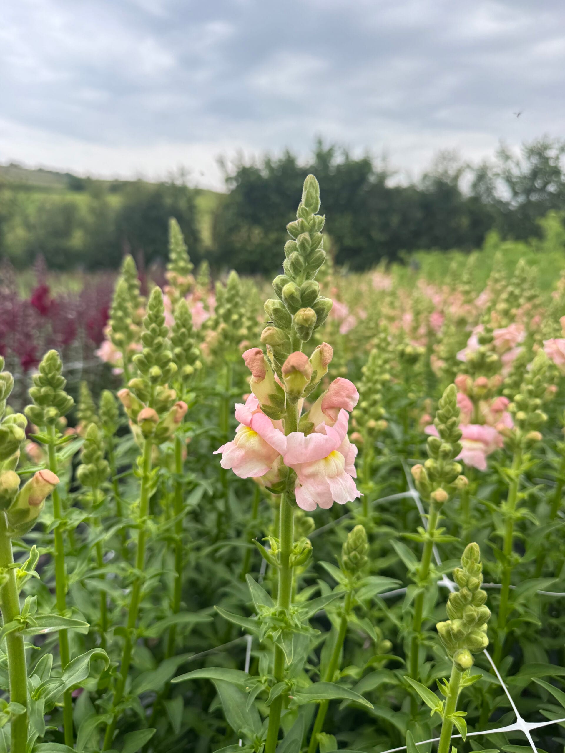 Snapdragon Early Avignon Pink - Image 5