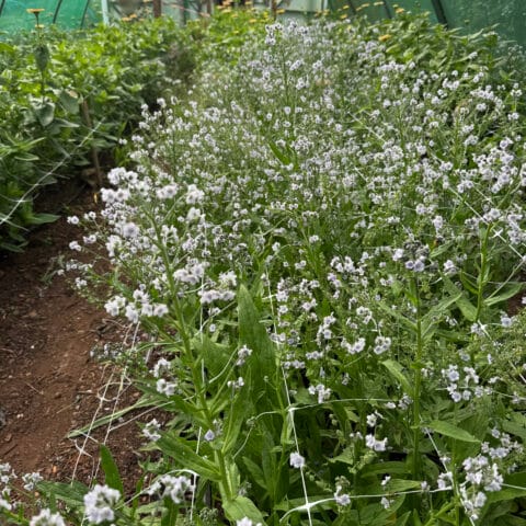 Cynoglossum Ms Marilyn Flowers