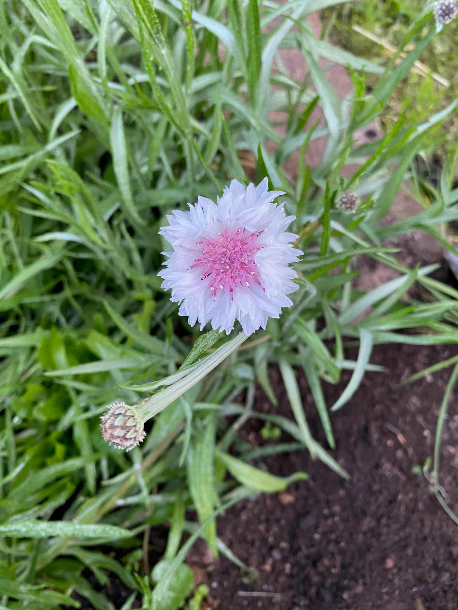 Cornflower Pinkie - Image 3