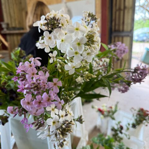 Hesperis Sweet Rocket Pale Lavender jumbo plug plants bloom