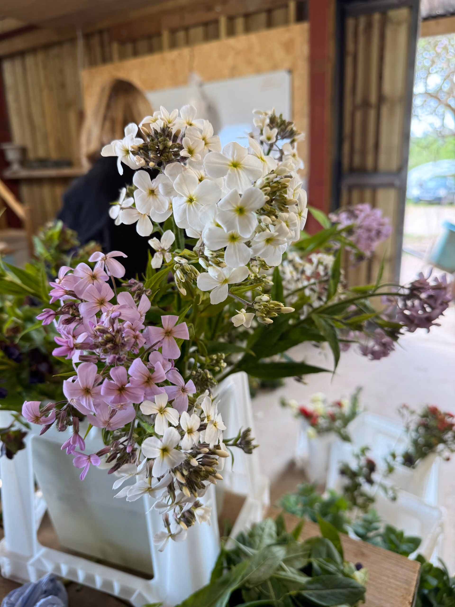 Hesperis Sweet Rocket Pale Lavender jumbo plug plants bloom