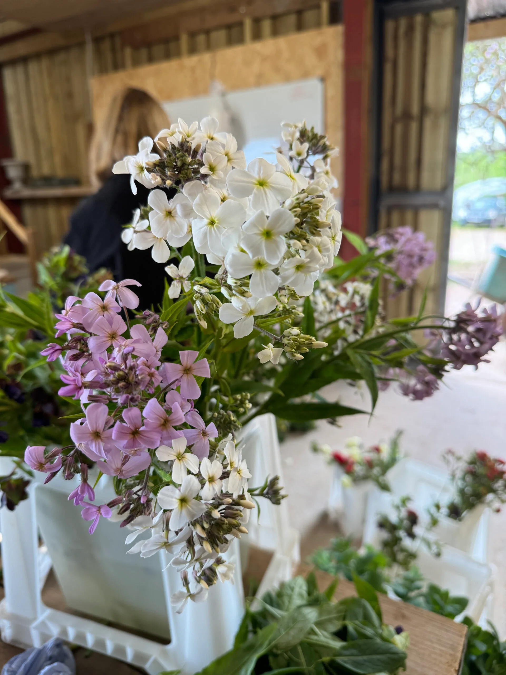 Hesperis Sweet Rocket Pale Lavender jumbo plug plants bloom