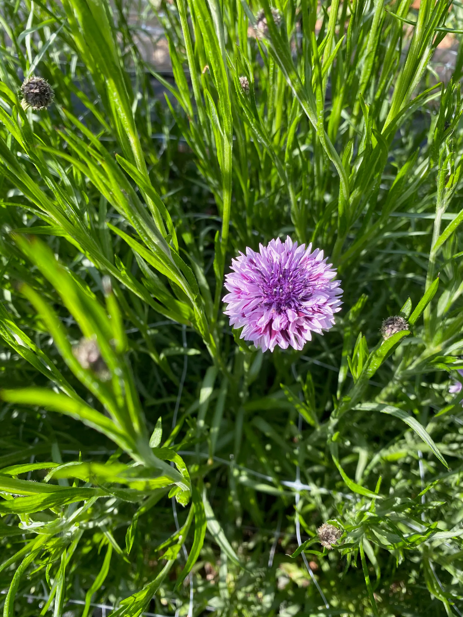 Cornflower Romantic Mix - Image 2