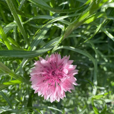 Cornflower Pinkie