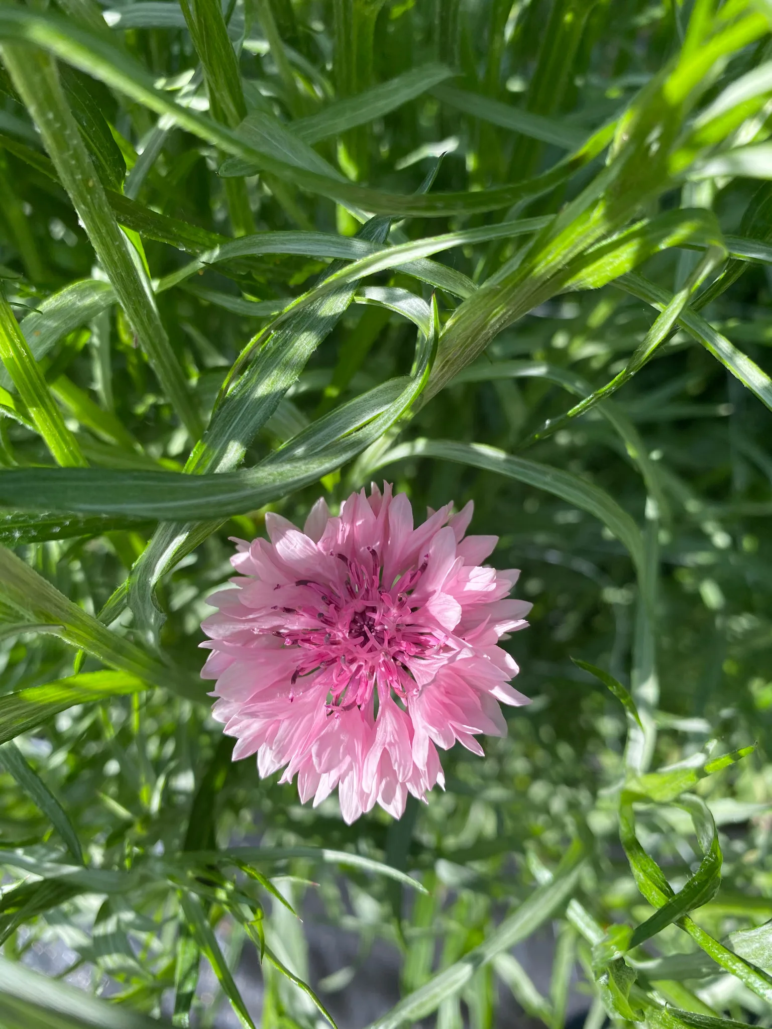 Cornflower Pinkie