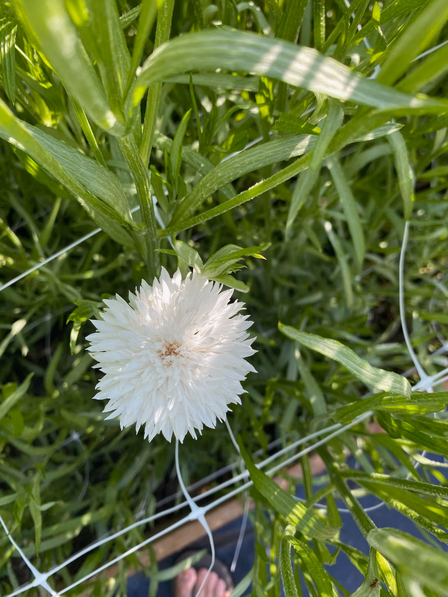 Cornflower White - Image 2