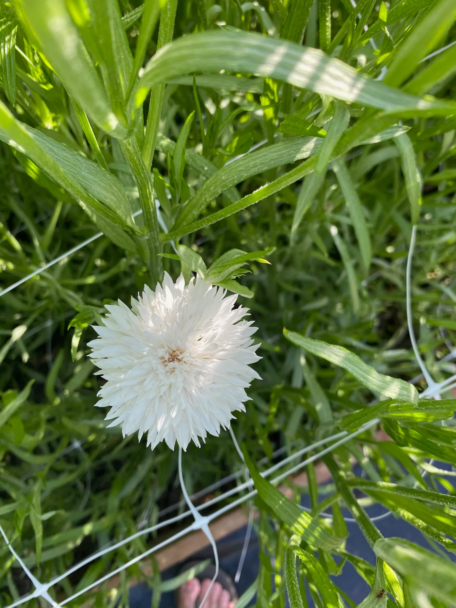 Cornflower White - Image 2