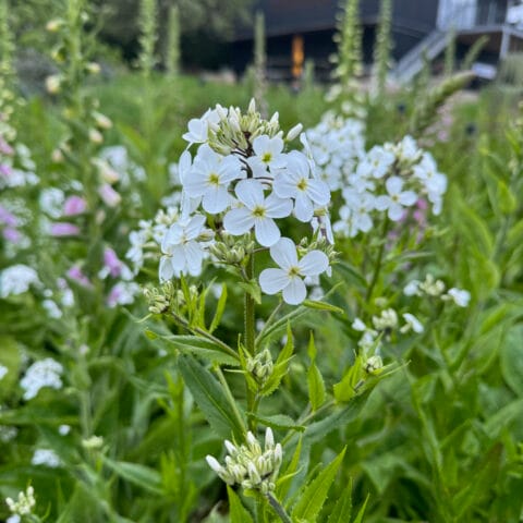 Hesperis Sweet Rocket White Jumbo Plug Plant in bloom