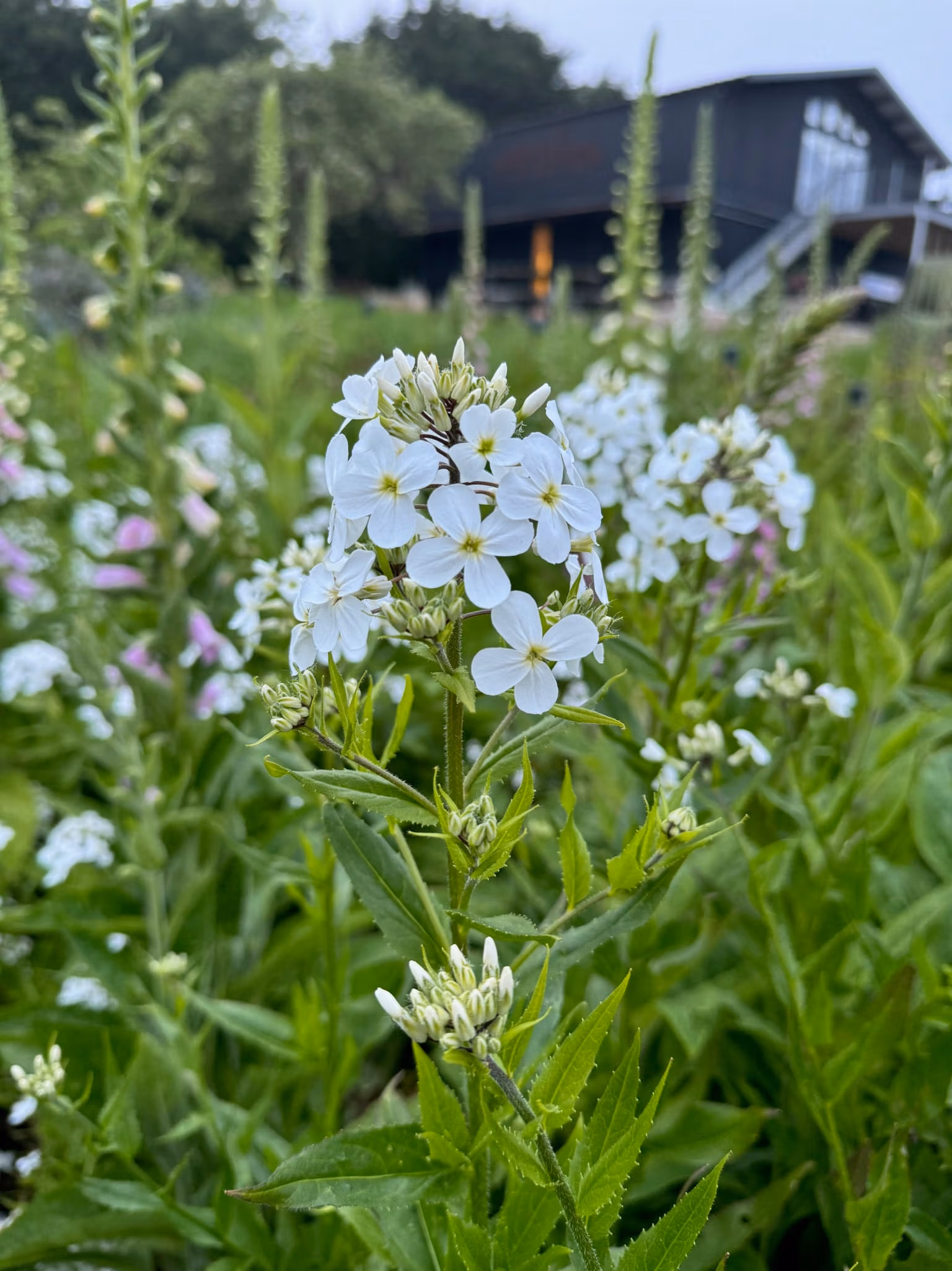 Hesperis Sweet Rocket White Jumbo Plug Plant in bloom