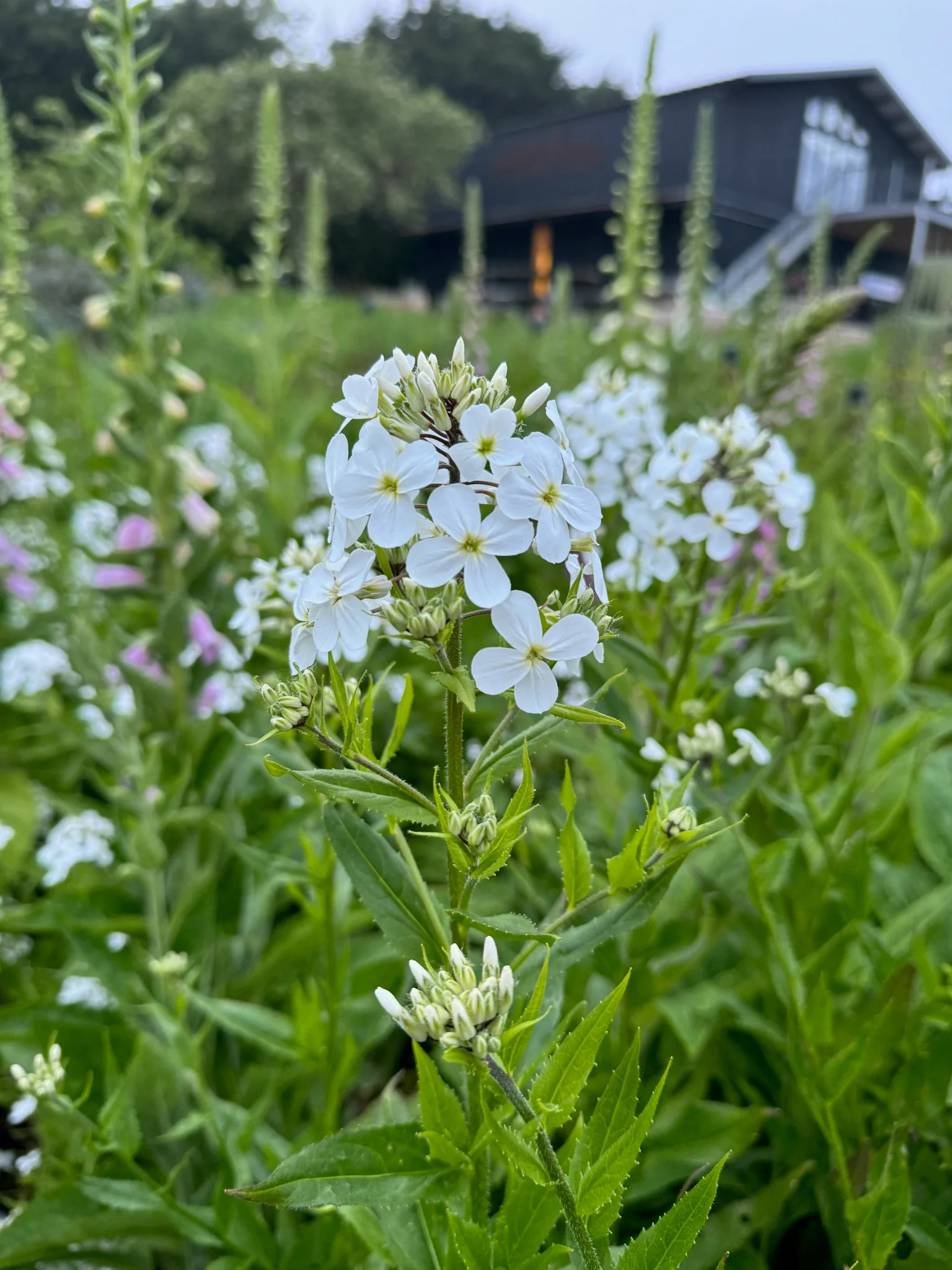 Hesperis Sweet Rocket White Jumbo Plug Plant in bloom