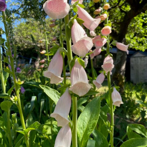 foxgloves Dalmatian peach jumbo plug plants