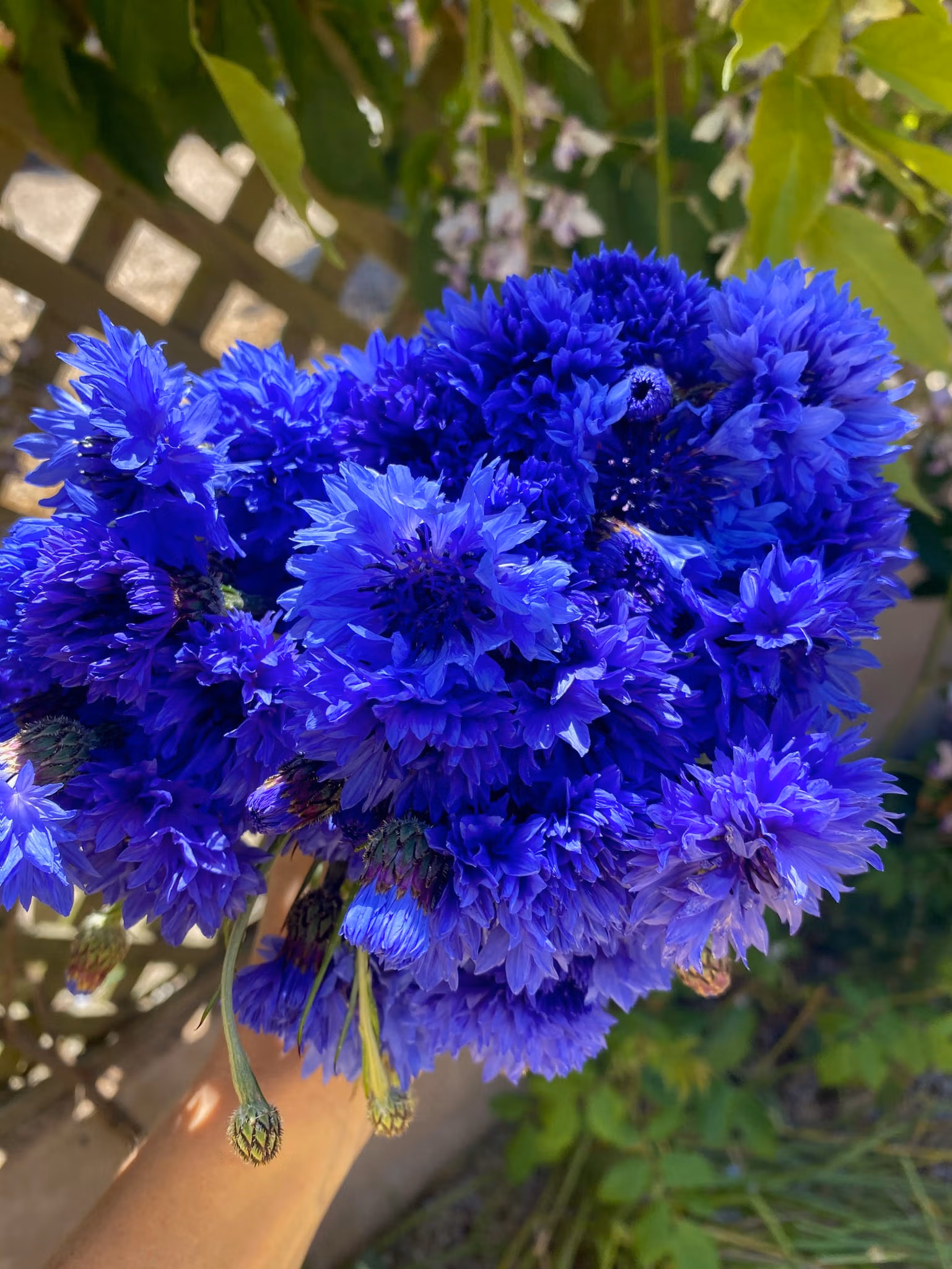 Cornflower flowers