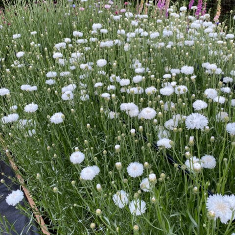 Cornflower White Bloom