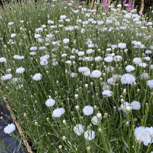 Cornflower White Bloom