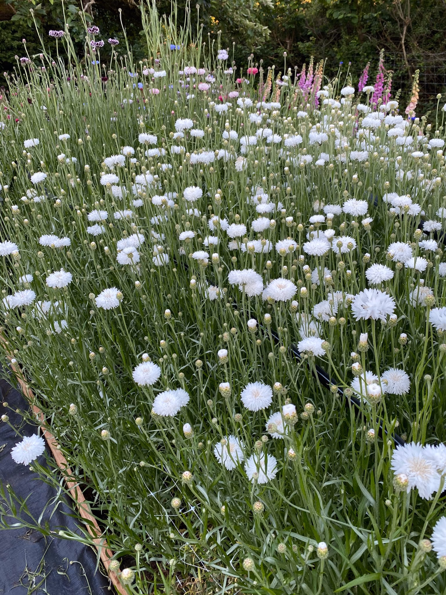Cornflower White Bloom
