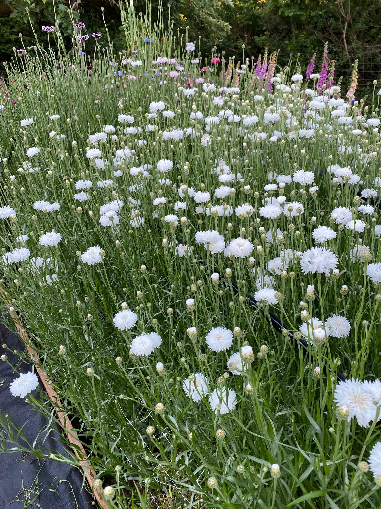 Cornflower White Bloom