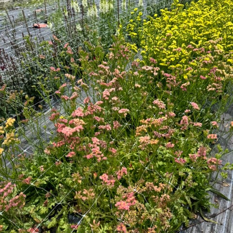 Statice Apricot Flower