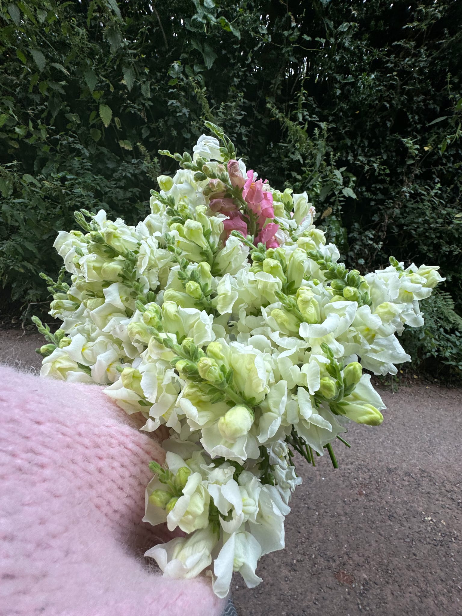 Snapdragon Early Avignon White - Image 2