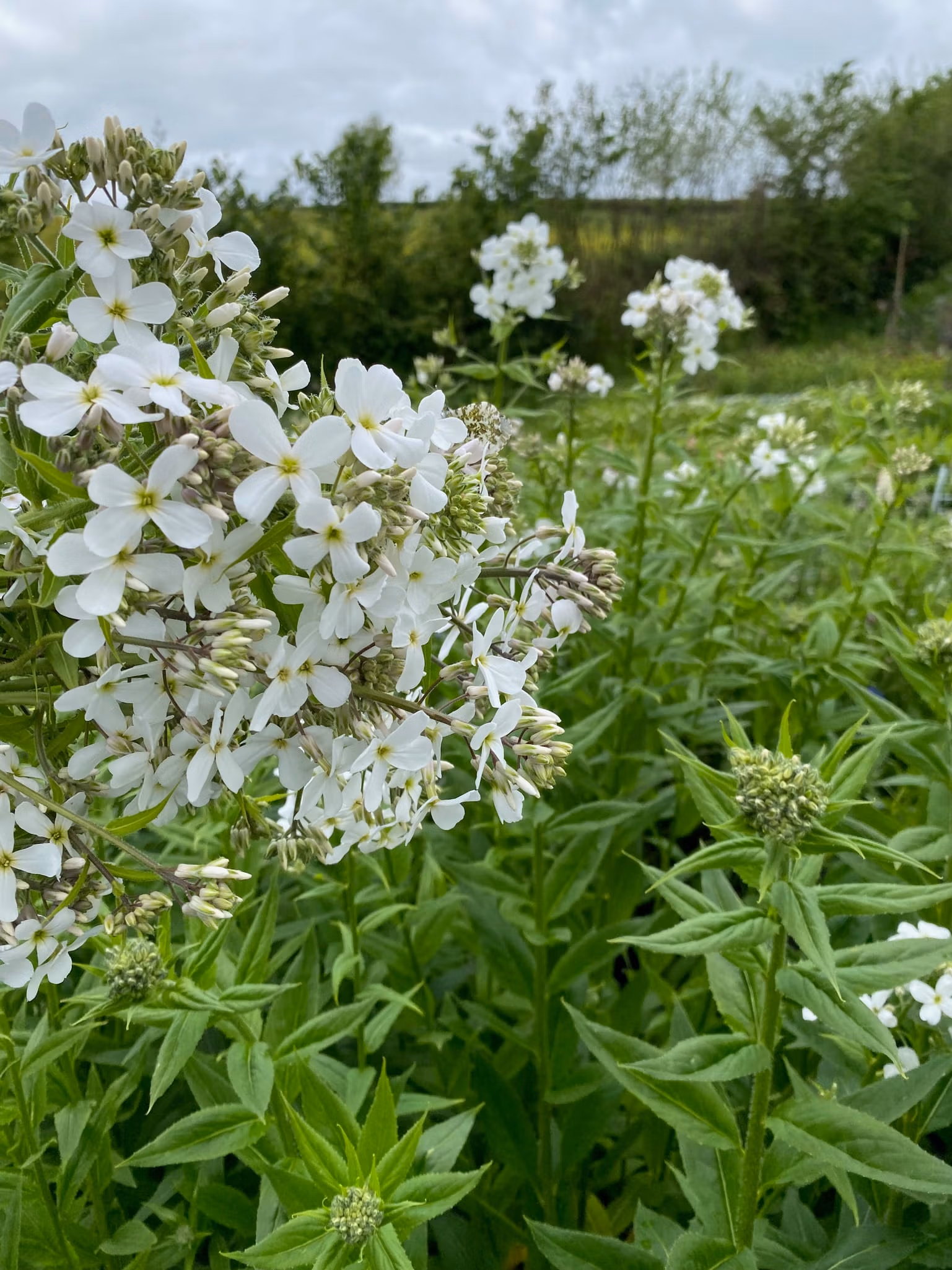 Hesperis Sweet Rocket White - Image 4