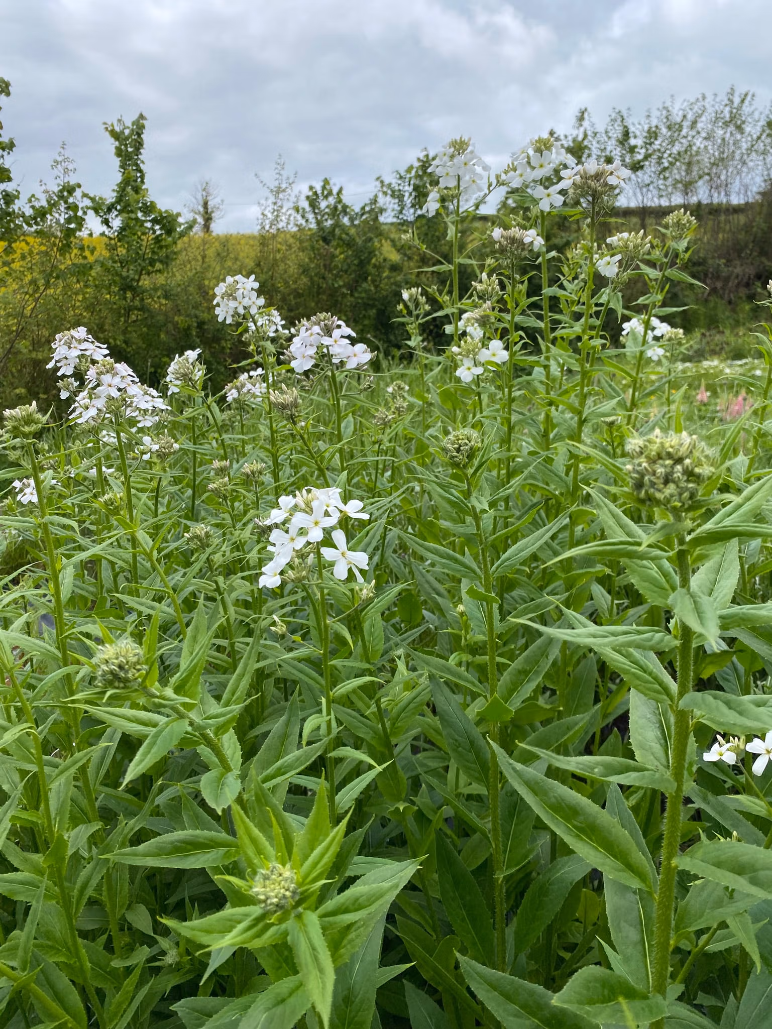 Hesperis Sweet Rocket White - Image 5