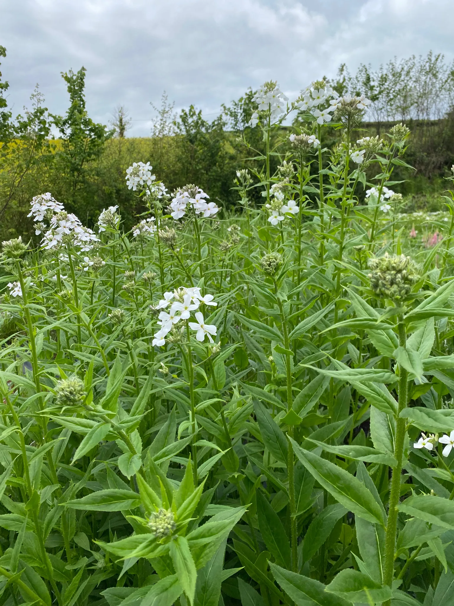 Hesperis Sweet Rocket White Jumbo Plug Plants - Image 5