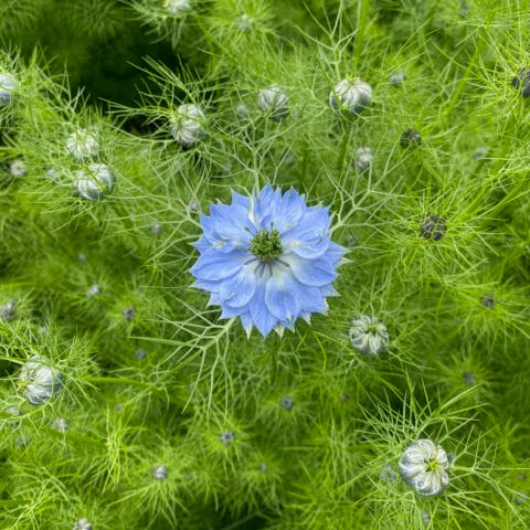 Nigella Blue Amelias Mix Flower