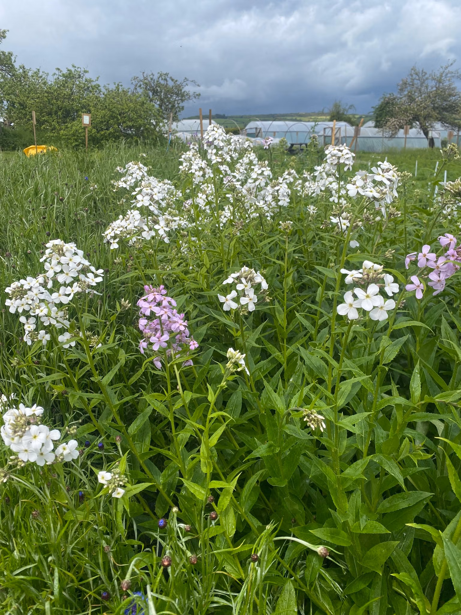 Hesperis Sweet Rocket White - Image 6
