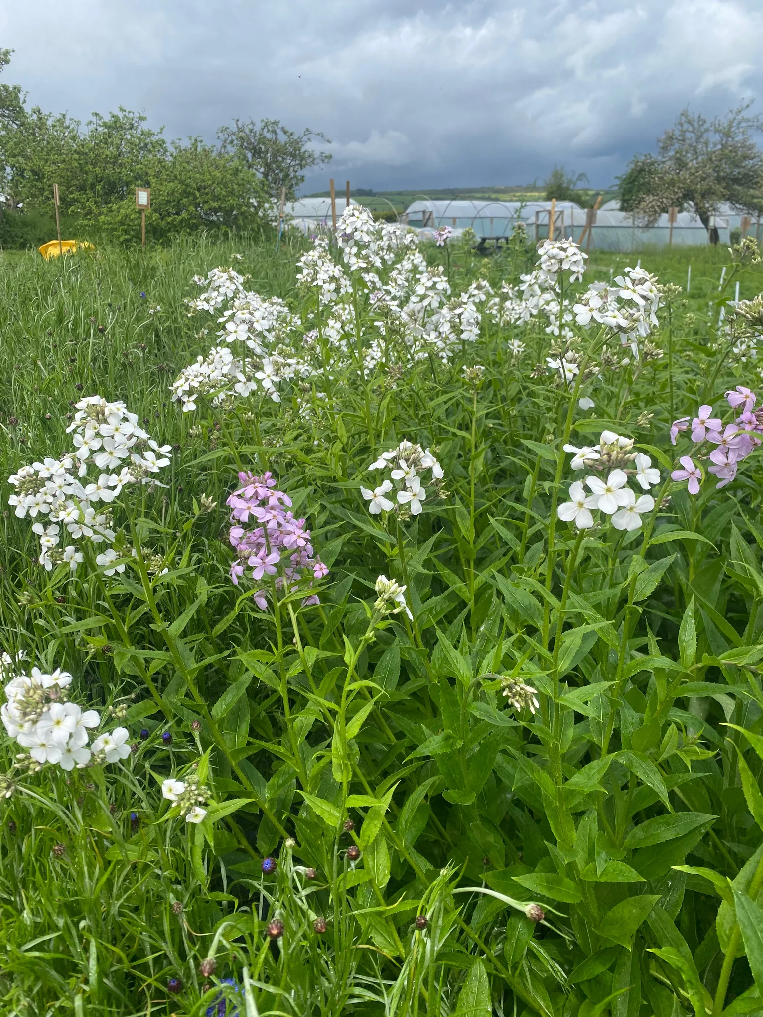 Hesperis Sweet Rocket White Jumbo Plug Plants - Image 6