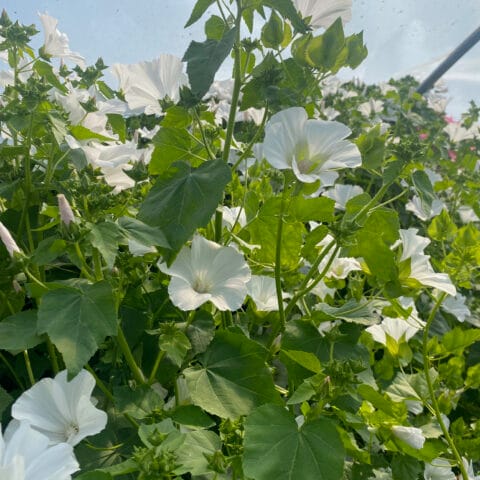Lavatera Malope Mont Blanc blooms