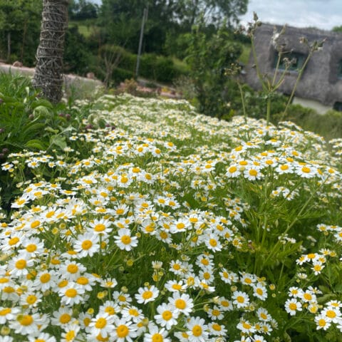Tanacetum Single Feverfew