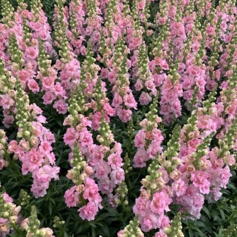 Snapdragon Holly Double Light Pink Bloom