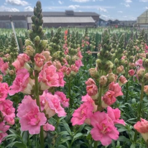 Holly Double Snapdragon Open faced bloom
