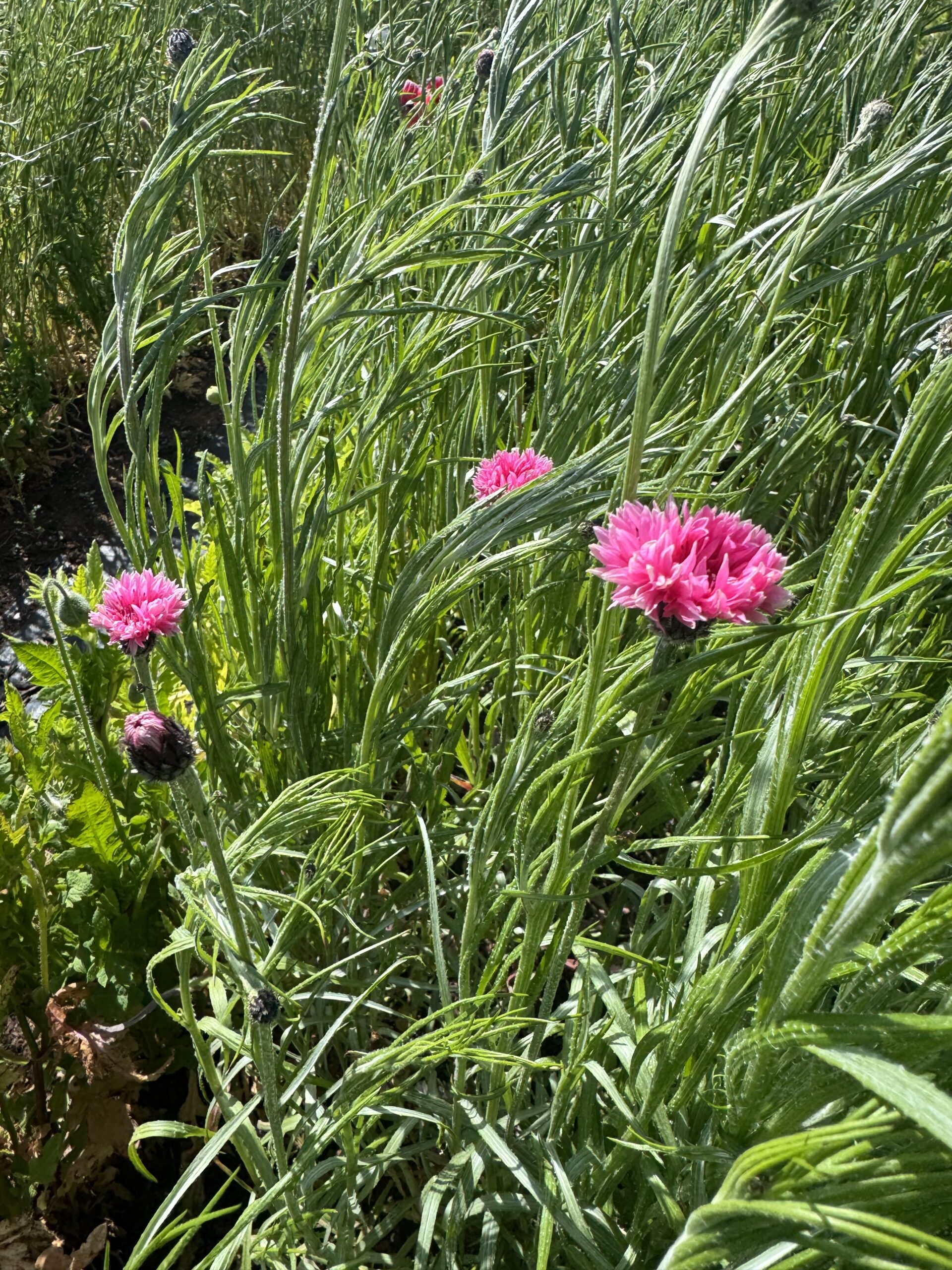 Cornflower Pinkie - Image 4