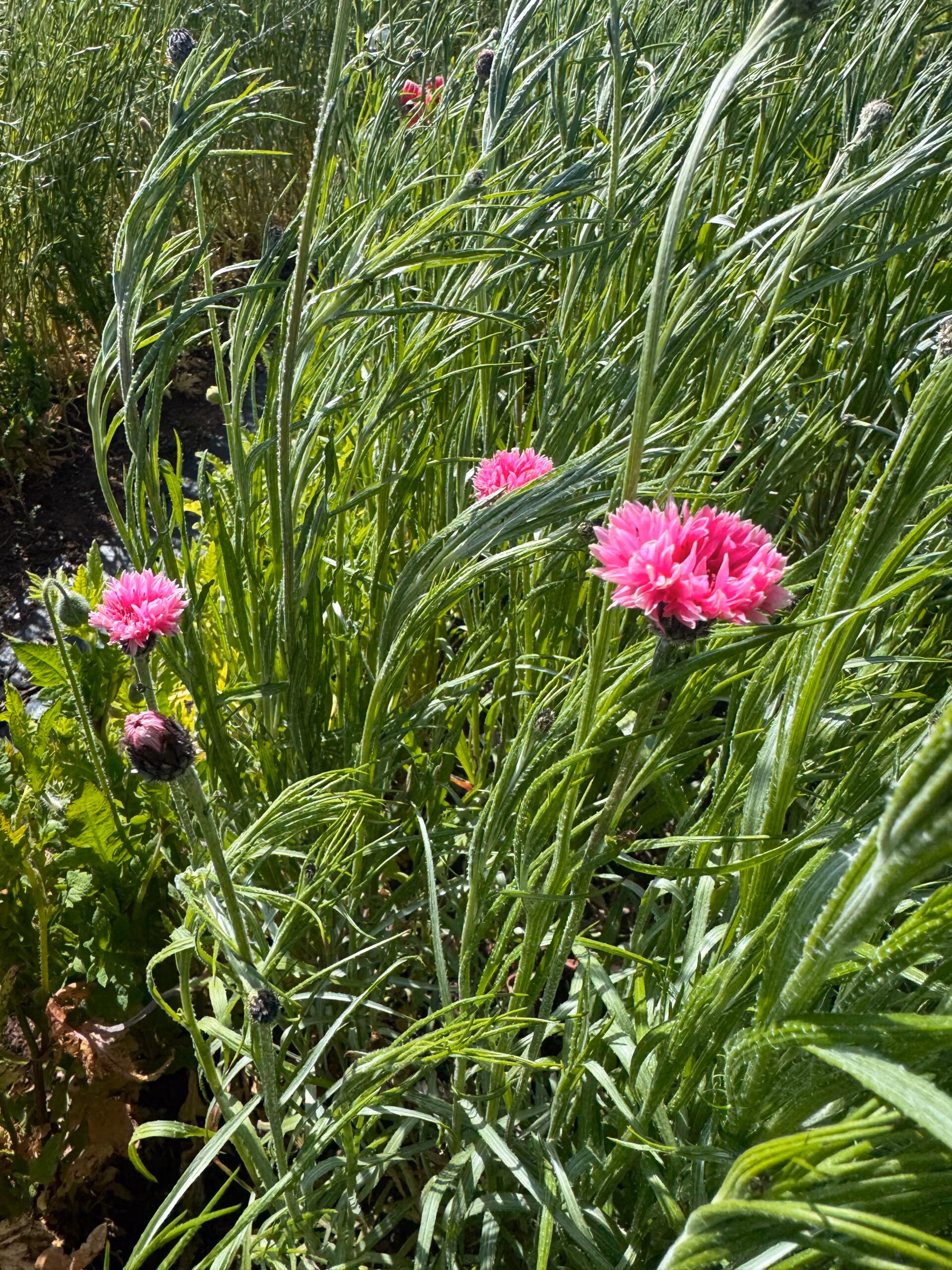 Cornflower Pinkie - Image 4