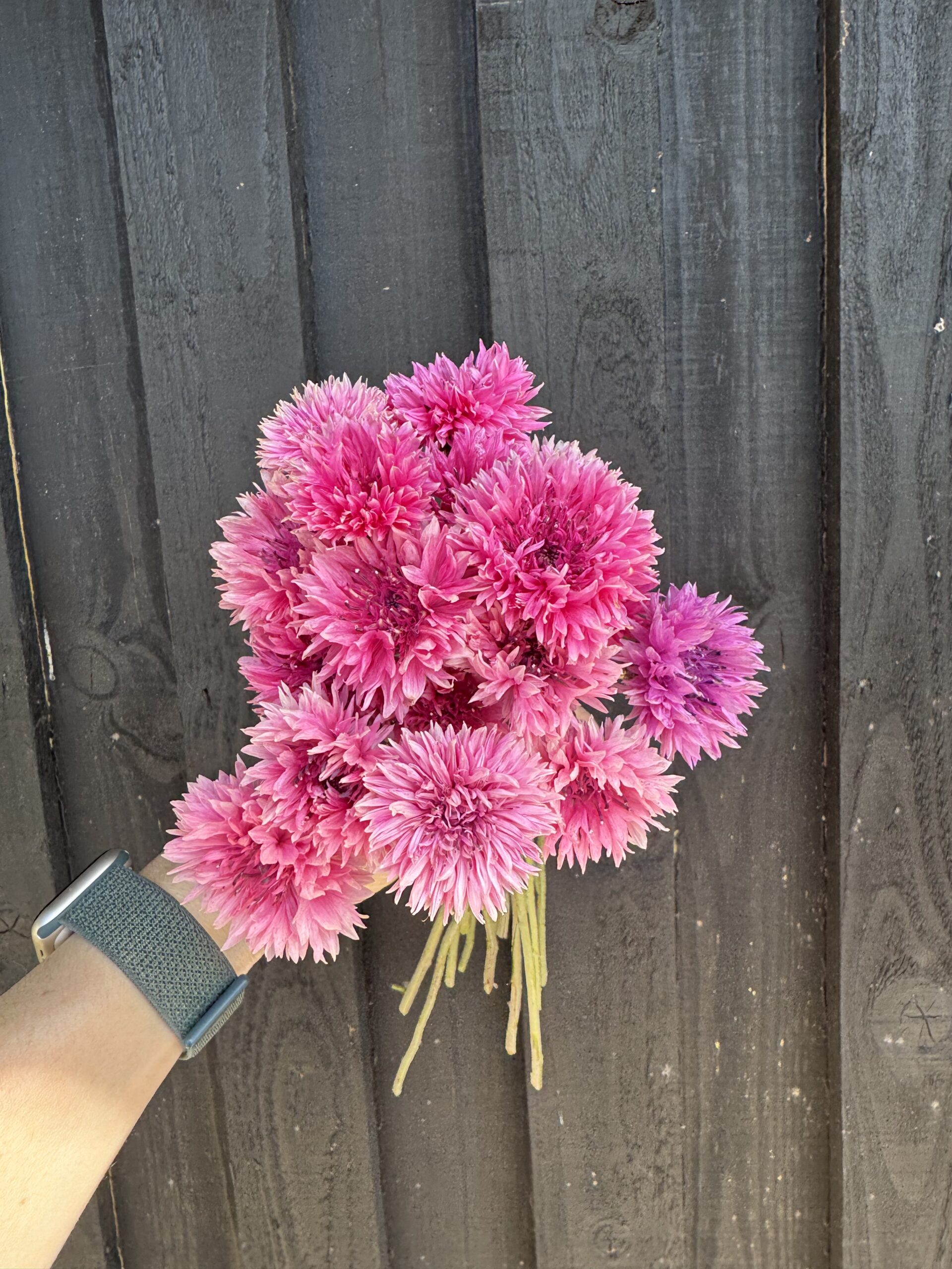 Cornflower Pinkie - Image 3